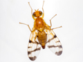 Rhagoletis alternata